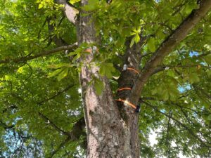 Ein Sensor an einem Baum