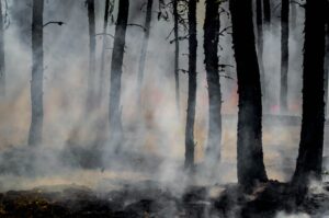 Baumstämme eines Walde im Gegenlicht, vom Boden steigt Rauch auf und es züngeln kleine Flammen.