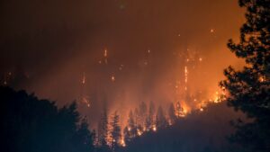 Waldbrand: Dunkle Silhouette von Nadelbäumen vor orange leuchtendem Hintergrund.