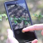 Hände halten und bedienen ein Smartphone, das auf eine Weißdorn-Pflanze gerichtet ist.