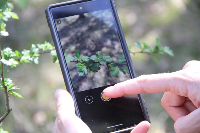 Hände halten und bedienen ein Smartphone, das auf eine Weißdorn-Pflanze gerichtet ist.