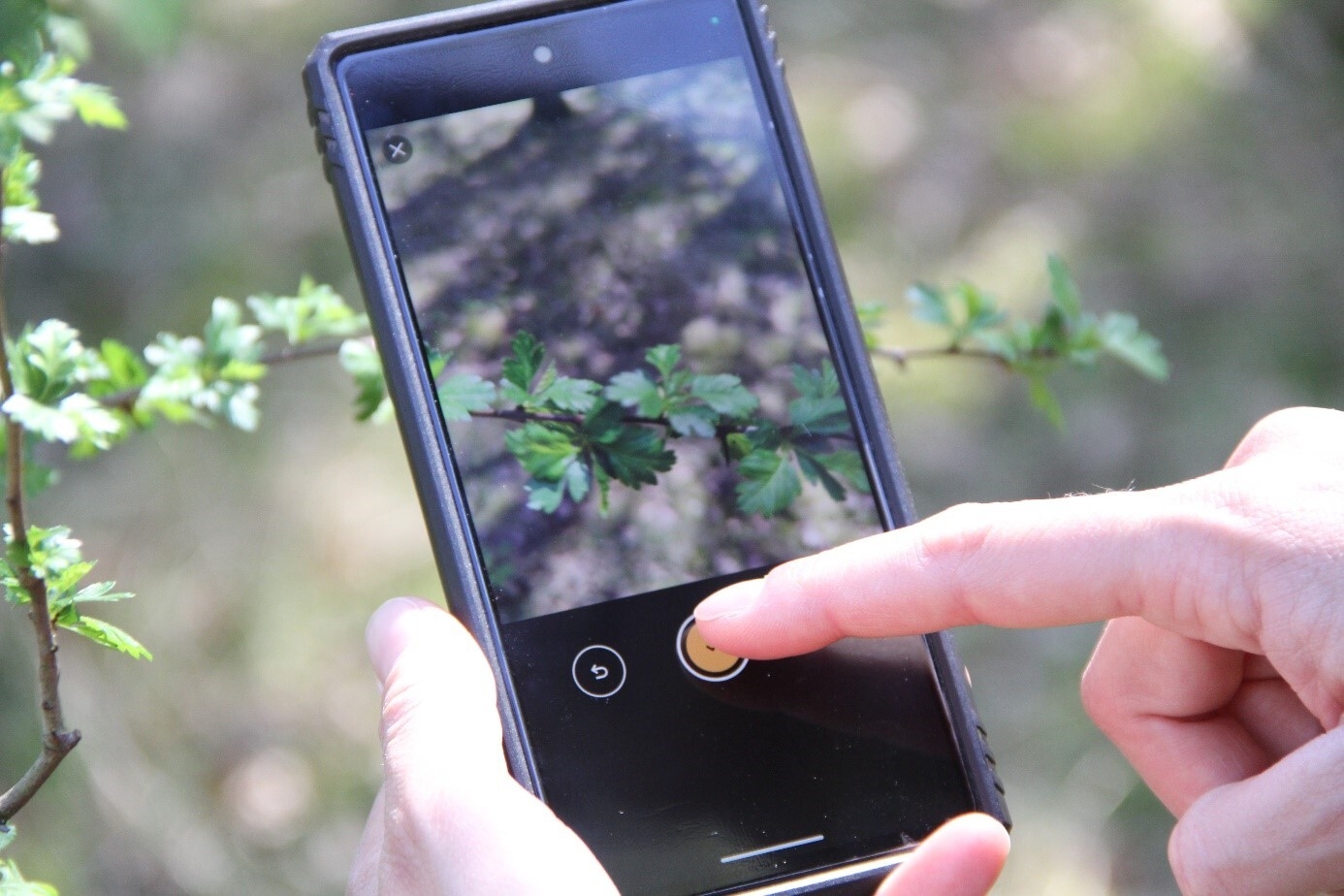 Hände halten und bedienen ein Smartphone, das auf eine Weißdorn-Pflanze gerichtet ist.