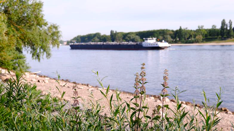 Binnenschiff auf einem Fluss, im Vordergrund ein trocken gefallener Sandstreifen.