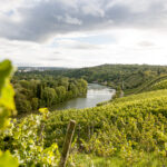 Weinberge und Neckar bei Stuttgart-Mühlhausen