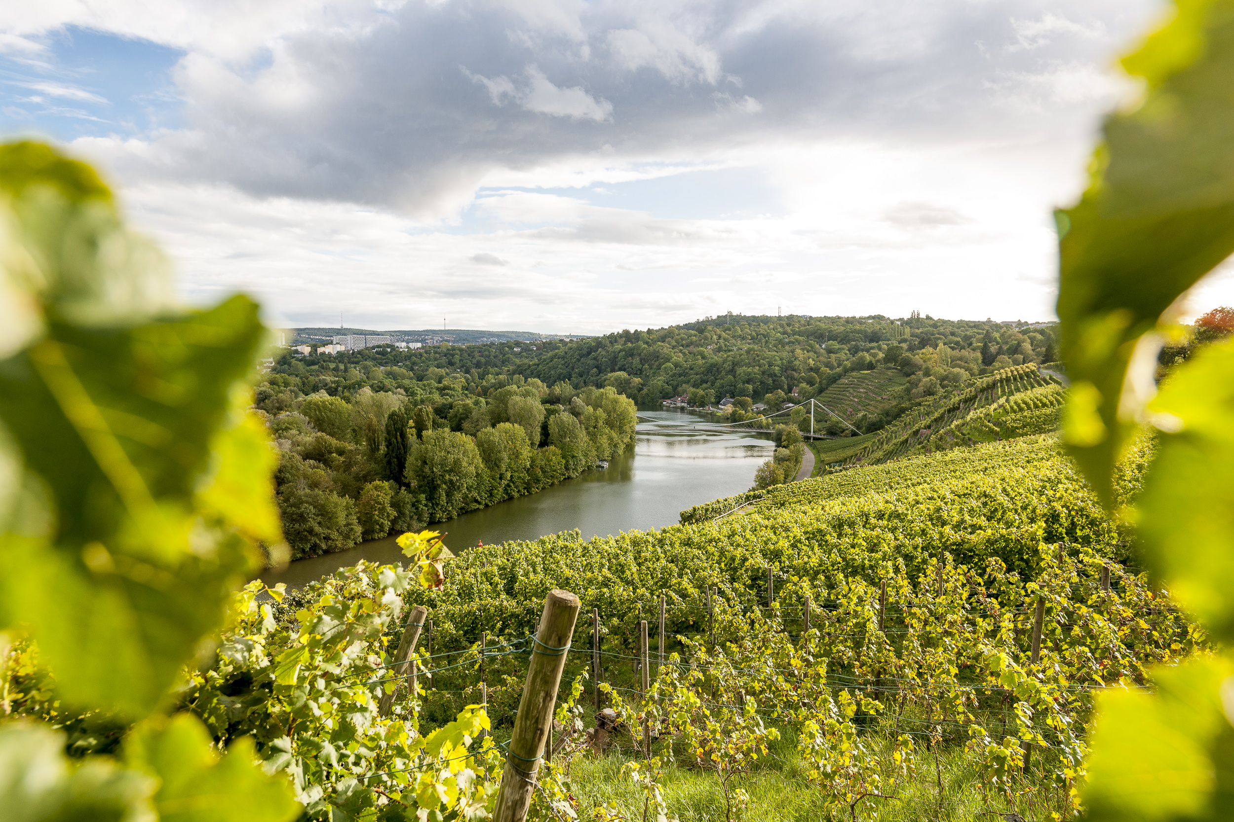 Weinberge und Neckar bei Stuttgart-Mühlhausen