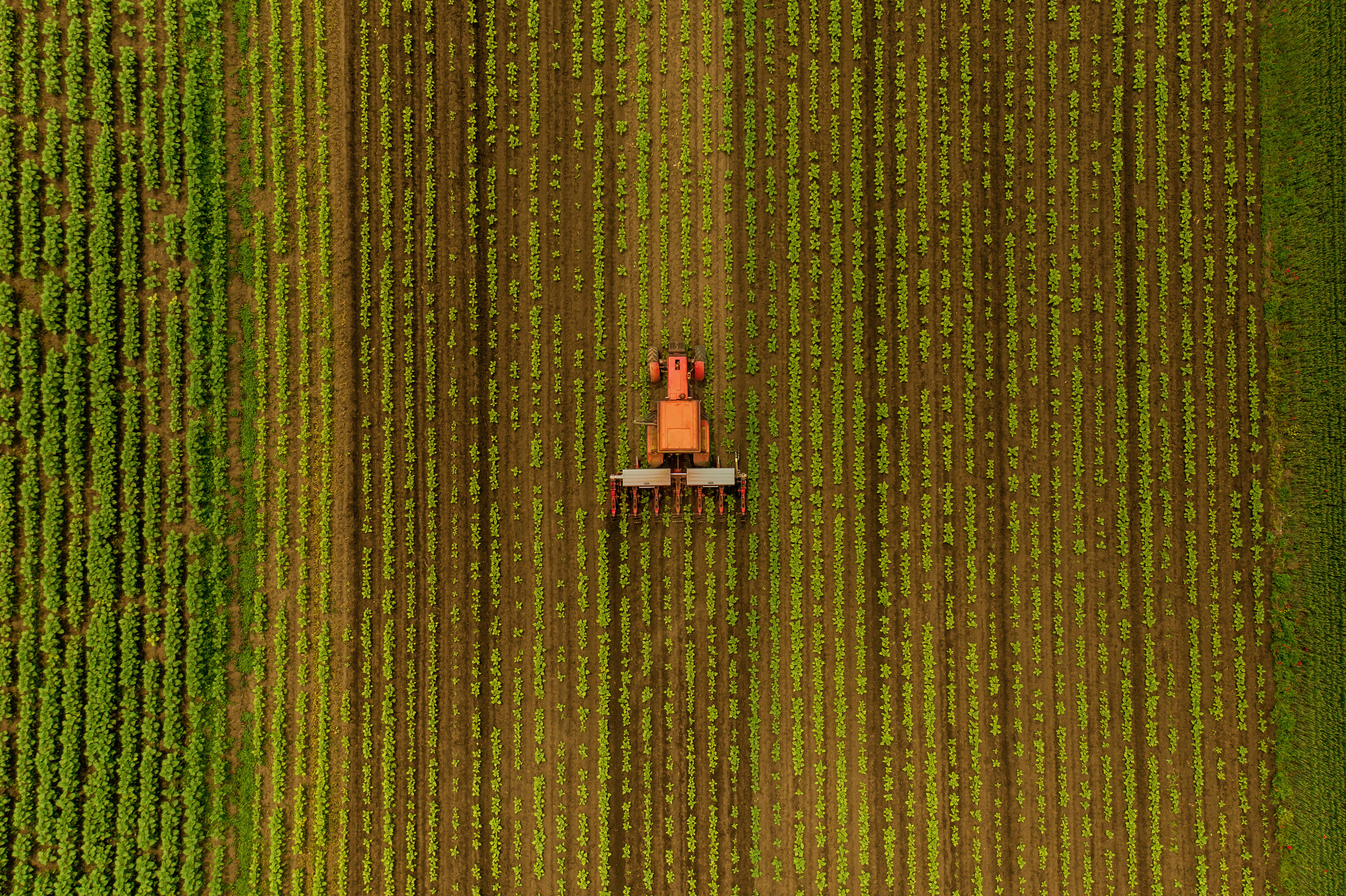 Aufnahme aus der Vogelperspektive: ein roter Traktor zieht auf einem Feld seine Bahnen.
