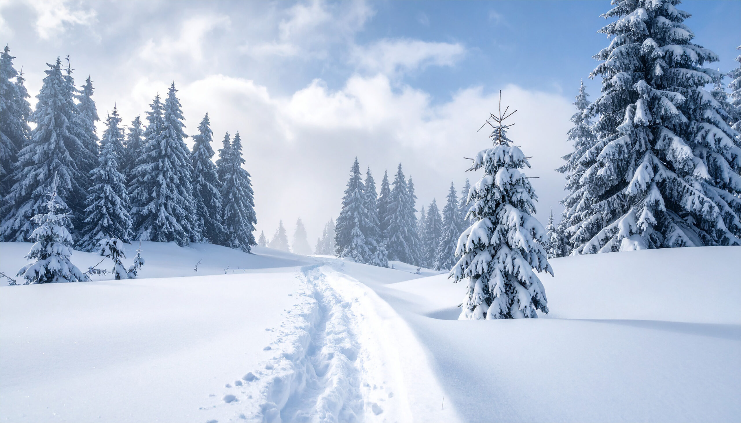 Tief verschneiter Wald