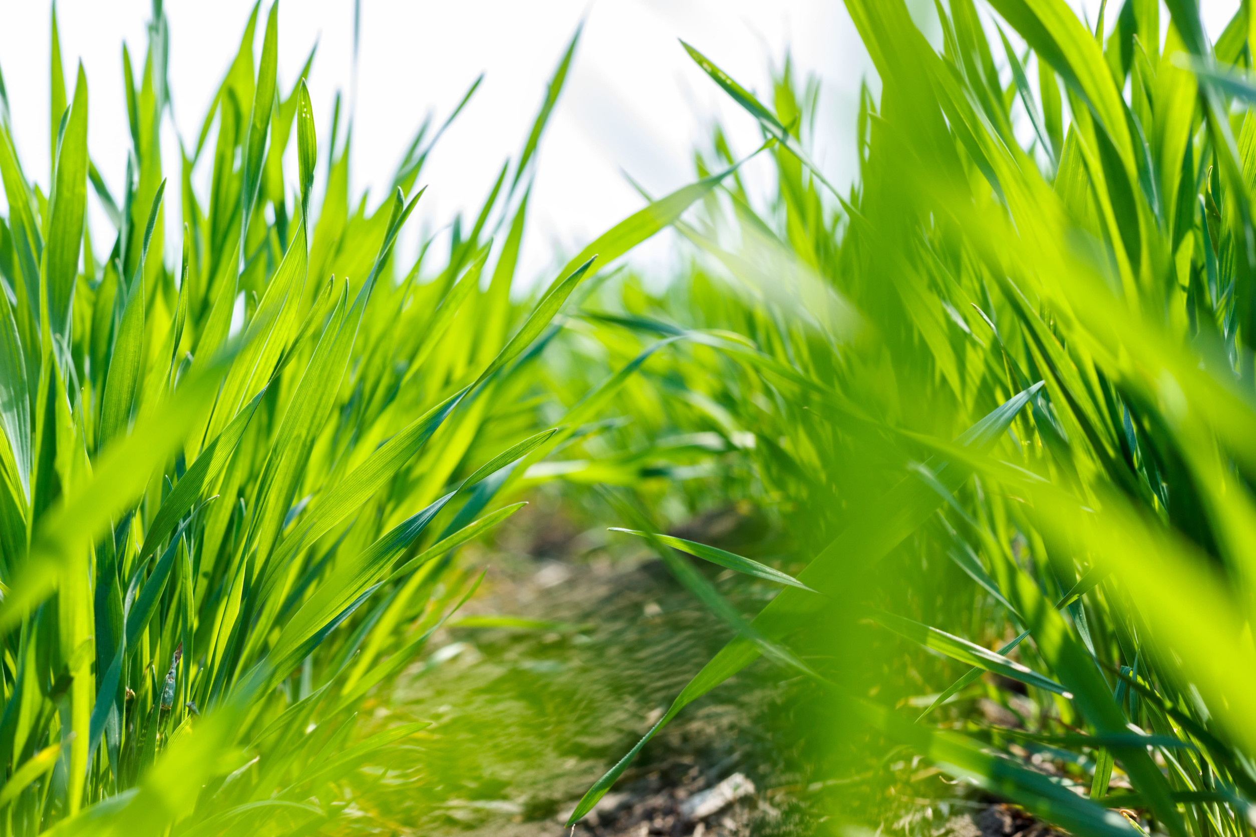 Nahaufnahme von jungem Weizen auf einem Feld